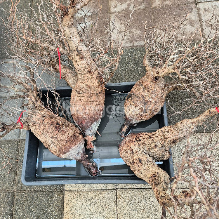오퍼큐리카야 파키푸스 벌크입고 6월14일--3