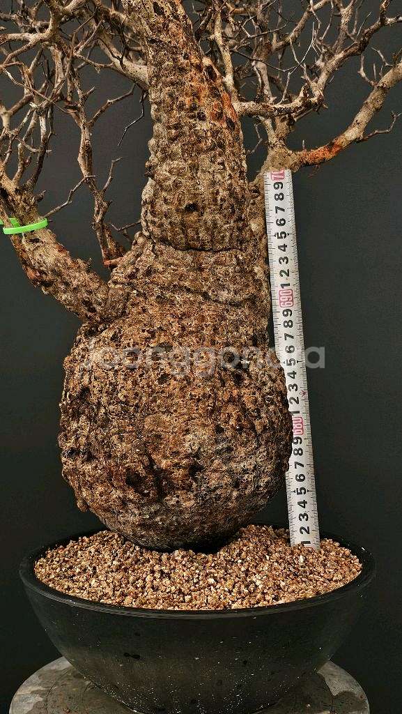 1년만에 파키푸스 벌크마켓 빠른문의 (아프리카식물)--2