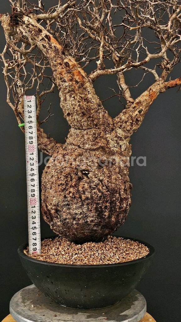 1년만에 파키푸스 벌크마켓 빠른문의 (아프리카식물)--3