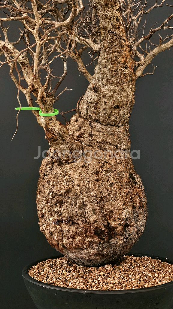 1년만에 파키푸스 벌크마켓 빠른문의 (아프리카식물)--1