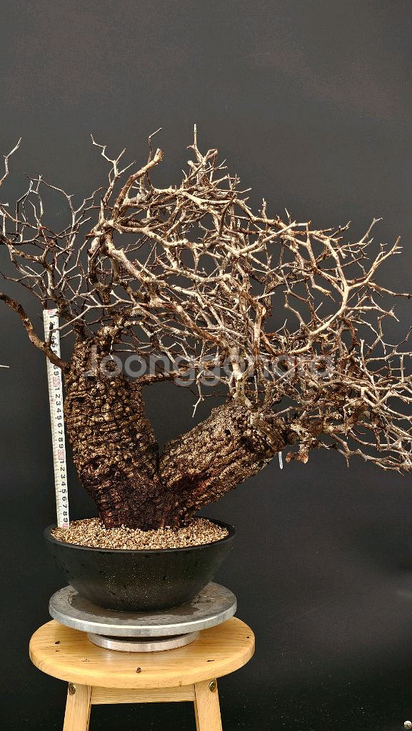 1년만에 파키푸스 벌크마켓 빠른문의 (아프리카식물)--7