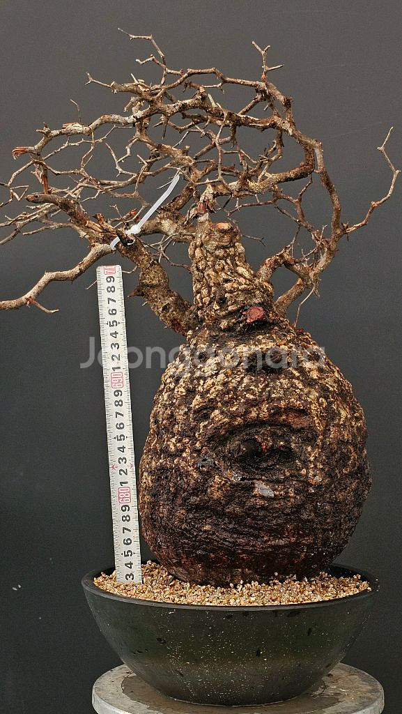 1년만에 파키푸스 벌크마켓 빠른문의 (아프리카식물)--6