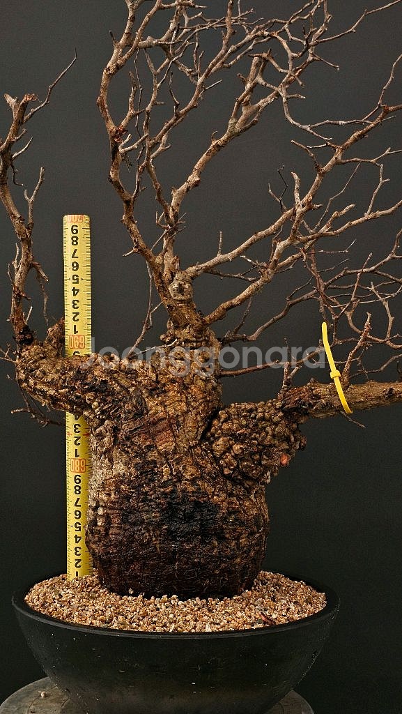 1년만에 파키푸스 벌크마켓 빠른문의 (아프리카식물)--4