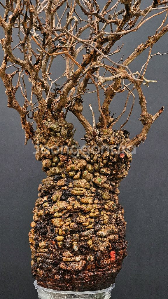 1년만에 파키푸스 벌크마켓 빠른문의 (아프리카식물)--0