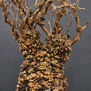 1년만에 파키푸스 벌크마켓 빠른문의 (아프리카식물)