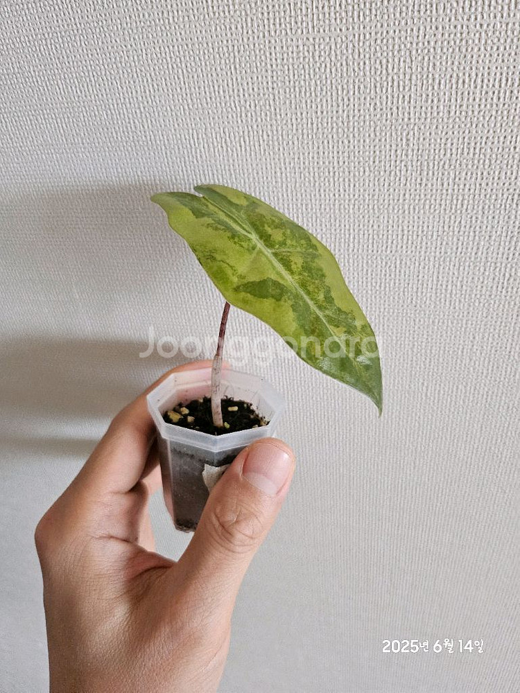 알로카시아 푸세이도 옐로우바리에가타--3