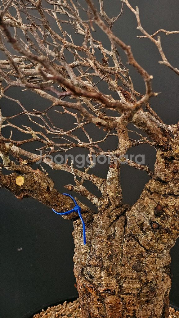 1년만에 파키푸스 벌크마켓 빠른문의 (아프리카식물)--8