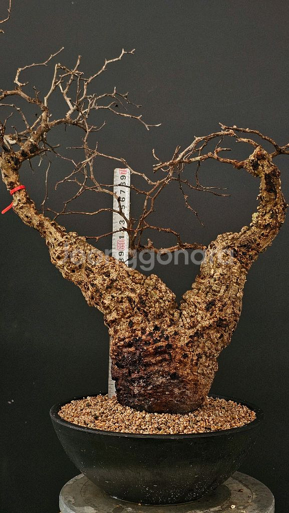 1년만에 파키푸스 벌크마켓 빠른문의 (아프리카식물)--9