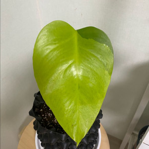 옐로우 몬스테라