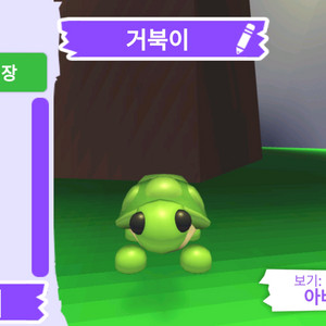 입양하세요 펫 거북이 판매합니다