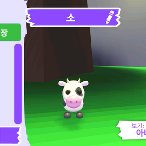 입양하세요 펫 소 (젖소) 판매합니다