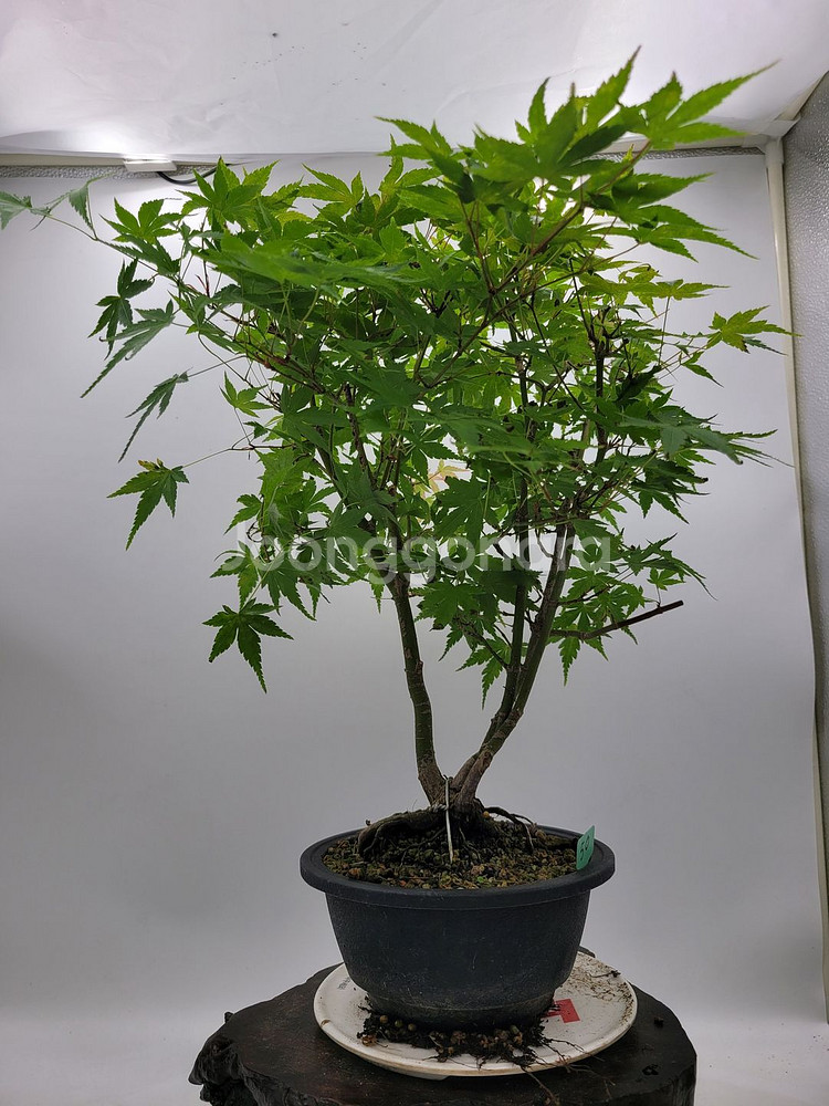 단풍나무 분재 정원수 인테리어식물 카페화분--2