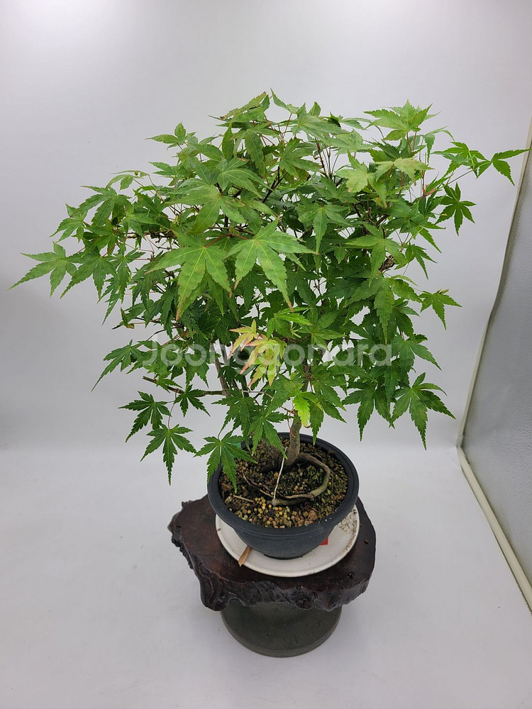 단풍나무 분재 정원수 인테리어식물 카페화분--1