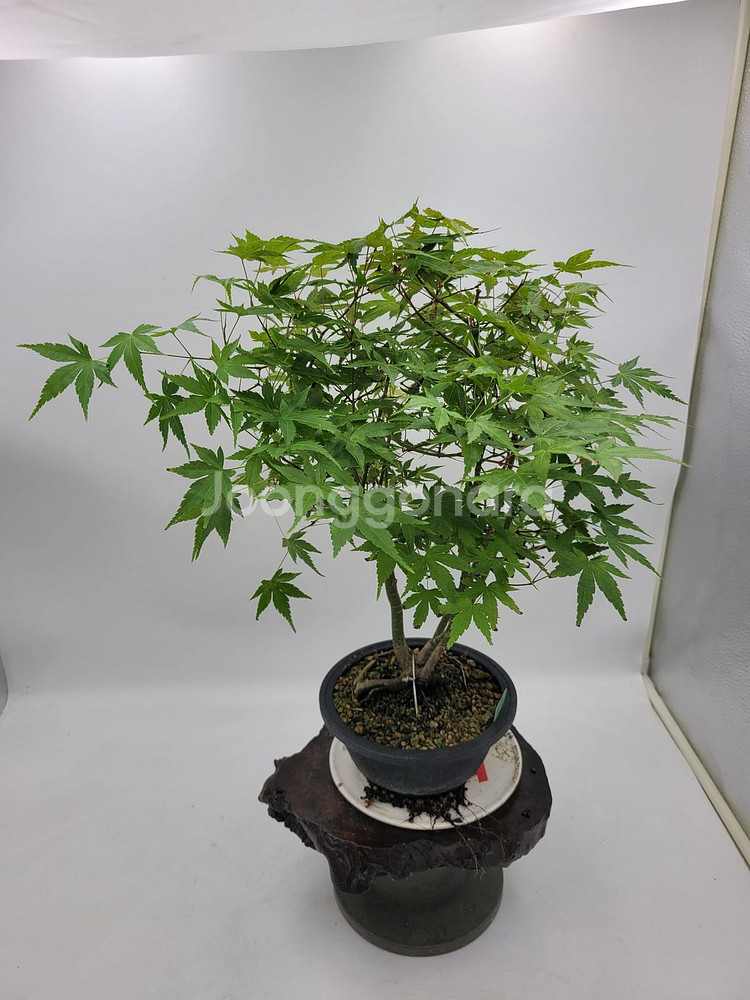 단풍나무 분재 정원수 인테리어식물 카페화분--3
