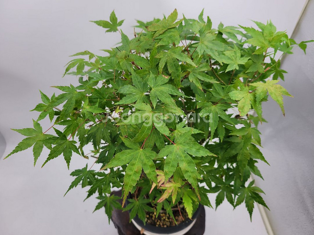 단풍나무 분재 정원수 인테리어식물 카페화분--0