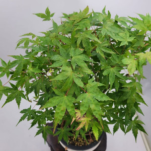 단풍나무 분재 정원수 인테리어식물 카페화분