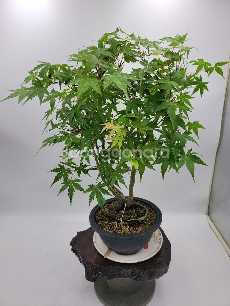 단풍나무 분재 정원수 인테리어식물 카페화분--4