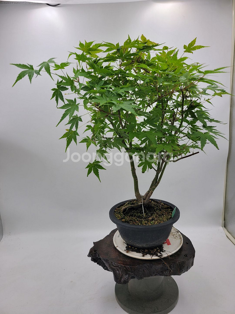 단풍나무 분재 정원수 인테리어식물 카페화분--5