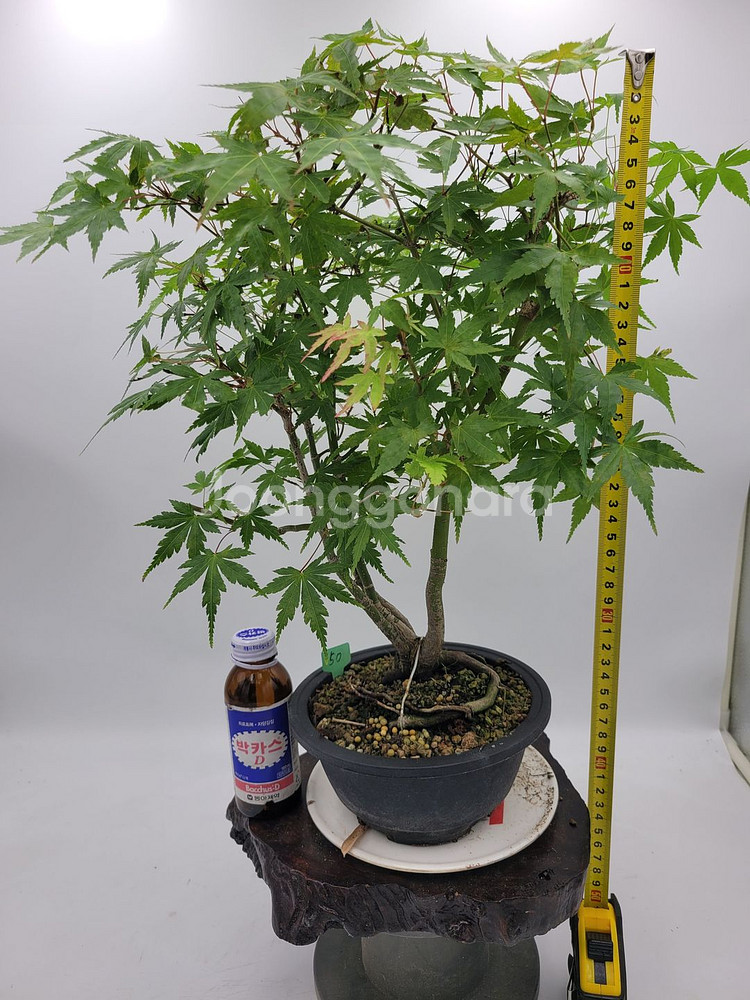 단풍나무 분재 정원수 인테리어식물 카페화분--7