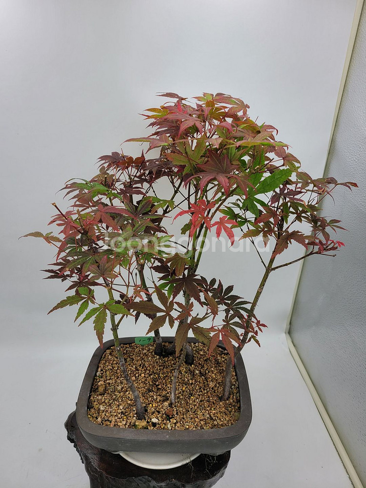 단풍나무 모아심기 분재 화분포함 정원수 인테리어식물--3