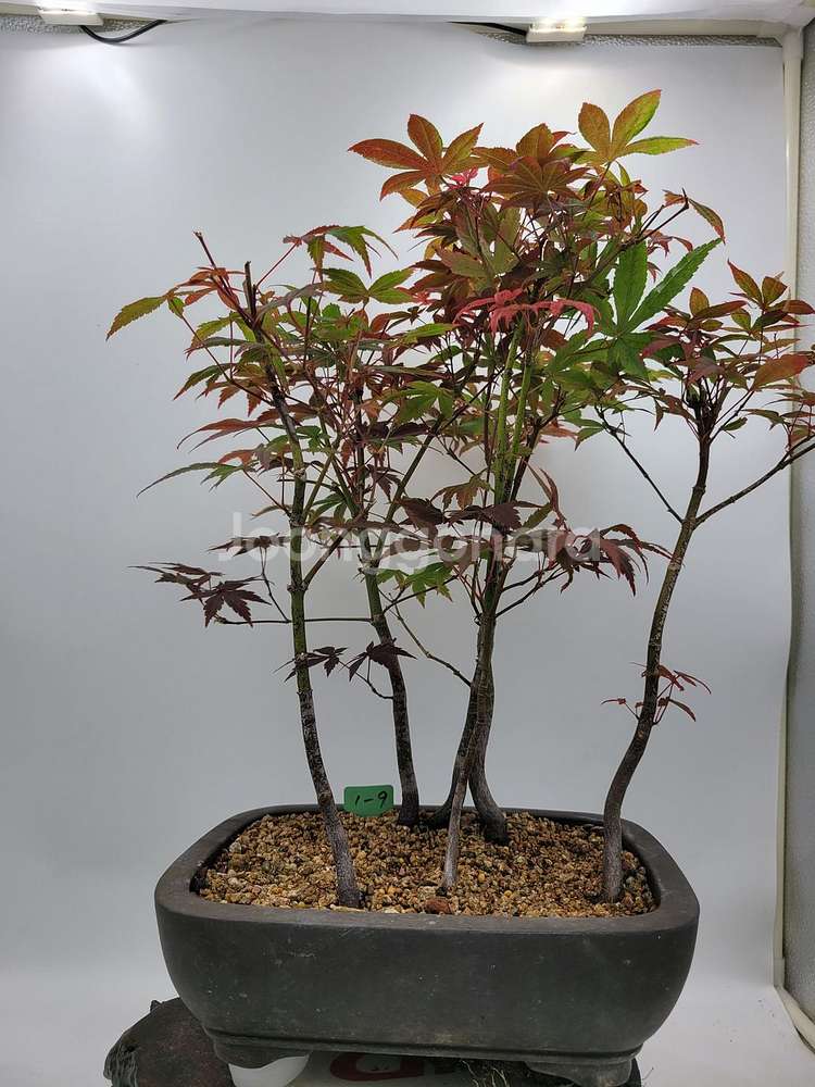 단풍나무 모아심기 분재 화분포함 정원수 인테리어식물--0