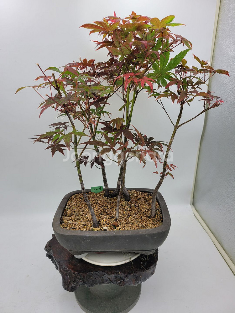 단풍나무 모아심기 분재 화분포함 정원수 인테리어식물--1