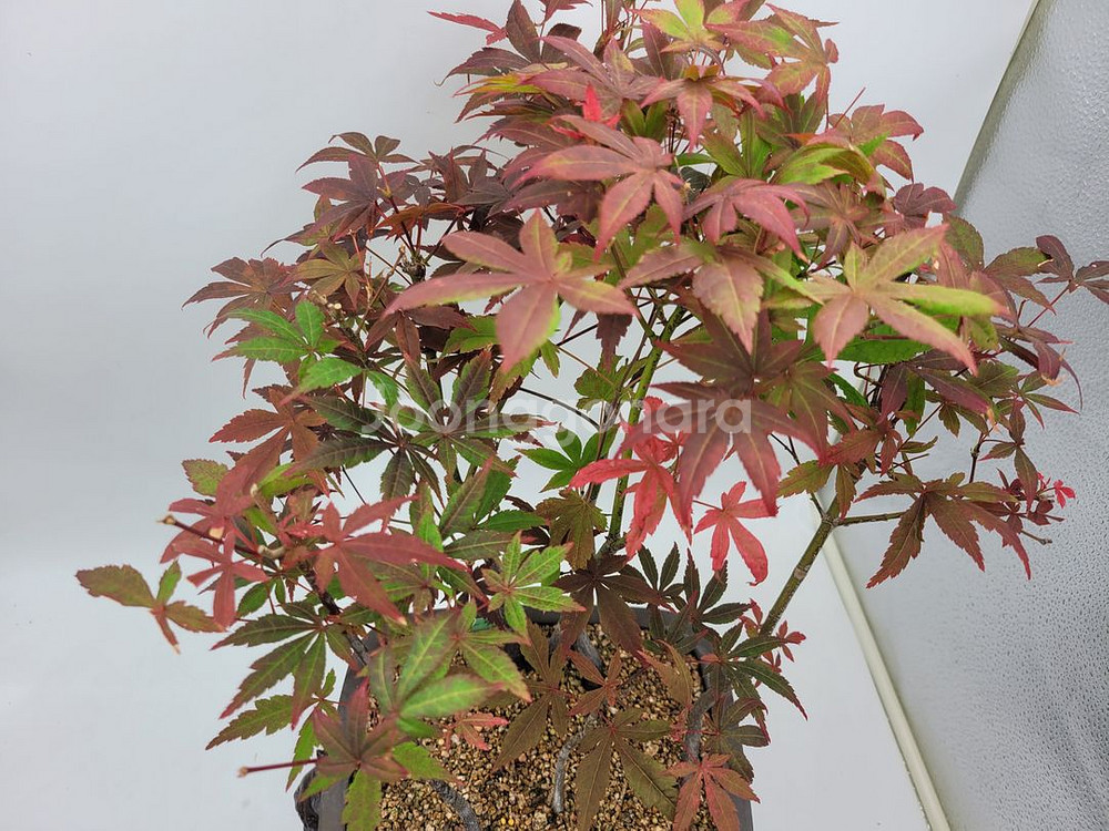 단풍나무 모아심기 분재 화분포함 정원수 인테리어식물--2