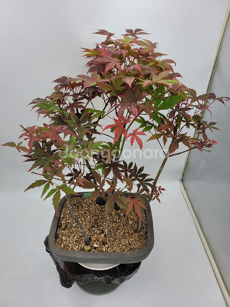 단풍나무 모아심기 분재 화분포함 정원수 인테리어식물--5