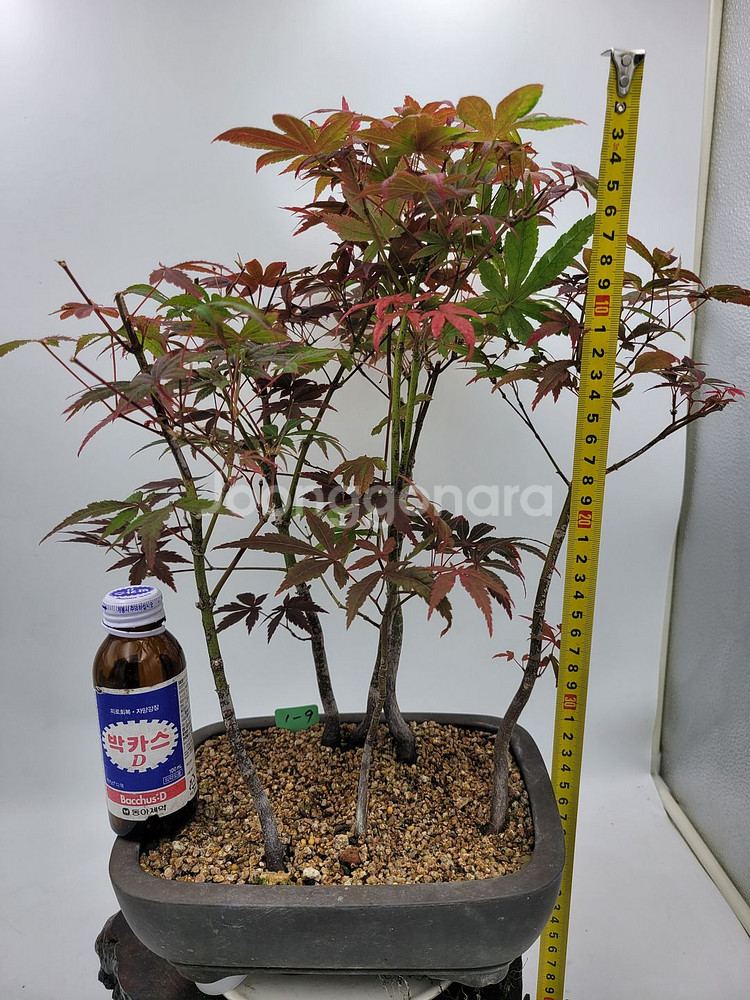 단풍나무 모아심기 분재 화분포함 정원수 인테리어식물--4