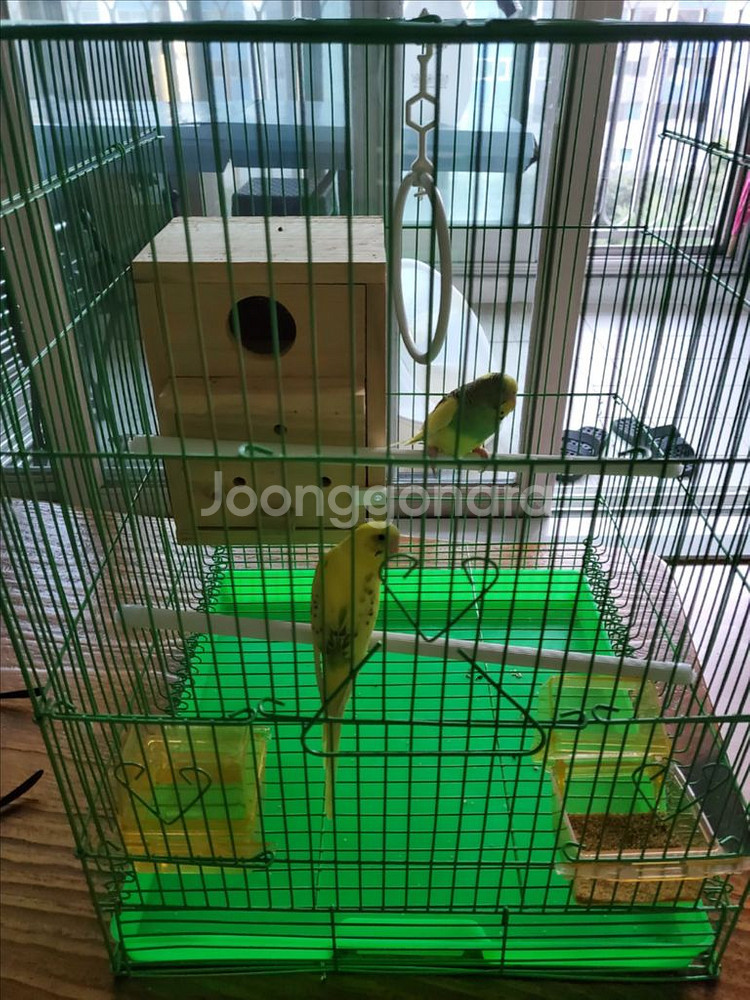 앵무새 분양해요~--0
