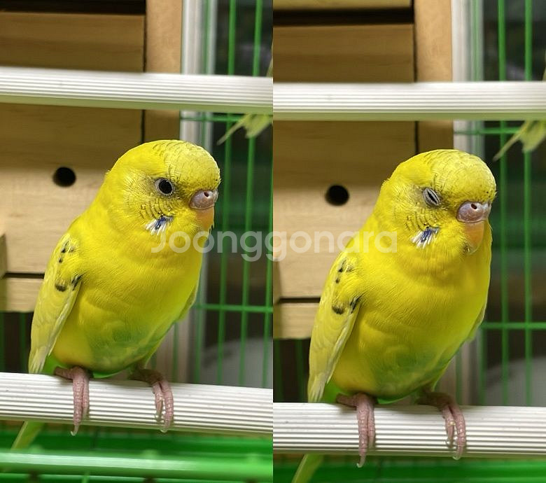 앵무새 분양해요~--3