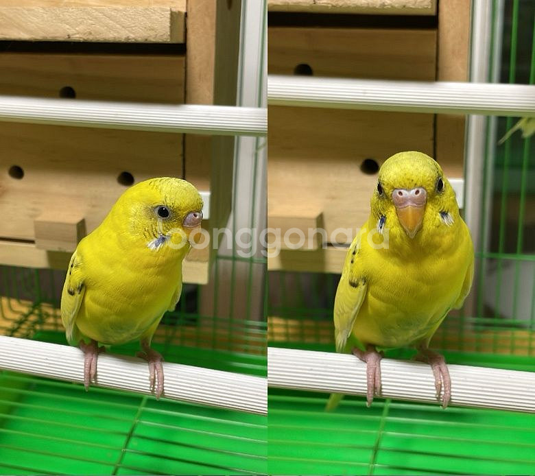 앵무새 분양해요~--2
