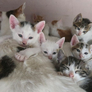 울산 아기 고양이 무료 분양