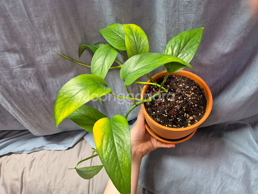 에피프레넘 옐로우 판매합니다--0