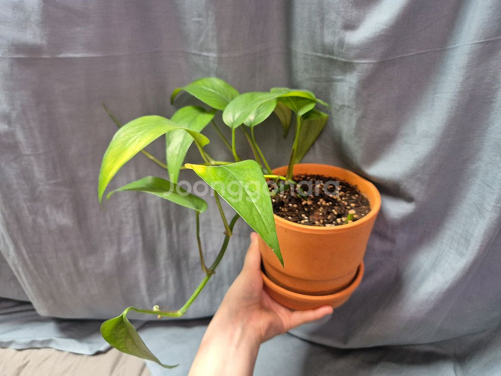 에피프레넘 옐로우 판매합니다--1