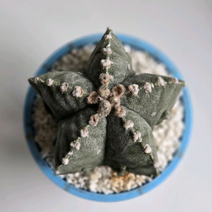 난봉옥
