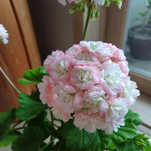 다이야몬드플래셔와 제라늄3종