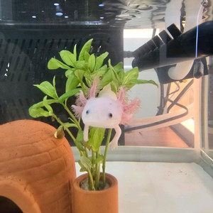 아홀로트(우파루파)