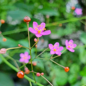 세시화 모종 (자금성 모종)