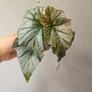 베고니아 틴엔젤