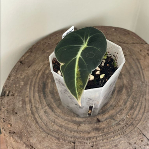 알로카시아 블랙벨벳 옐로우 바리에가타