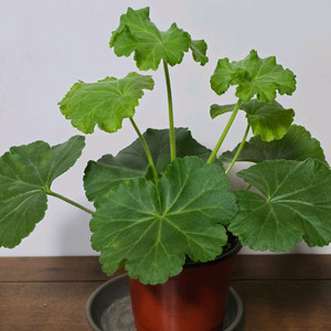 안나카레리나 제라늄