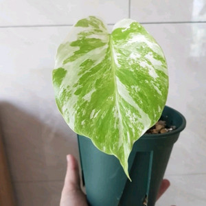 몬스테라알보