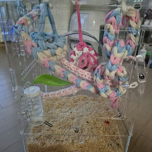 피그미다람쥐분양