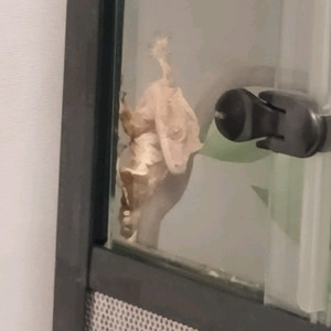 크레스티드 게코 분양합니다~