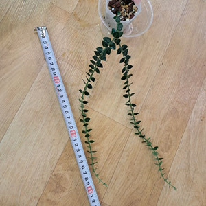 호야 칭흥엔시스