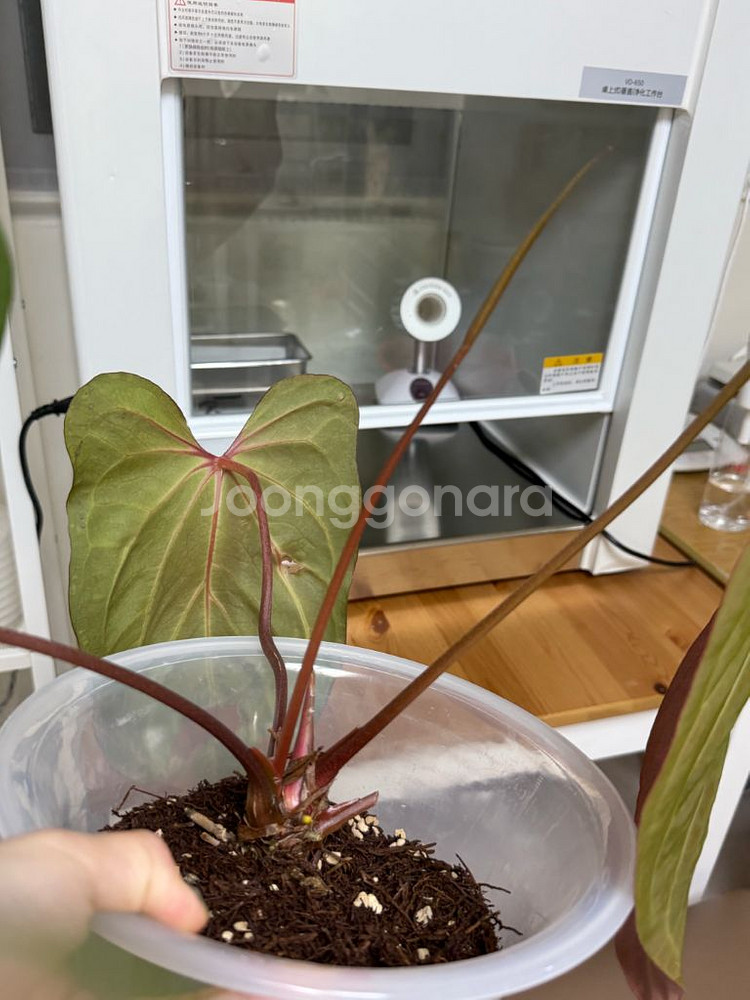 안스리움 다크피닉스 하이브리드 (모주급, 꽃대 있음)--2