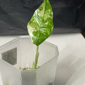 알로카시아 심포 화이트 바리에가타