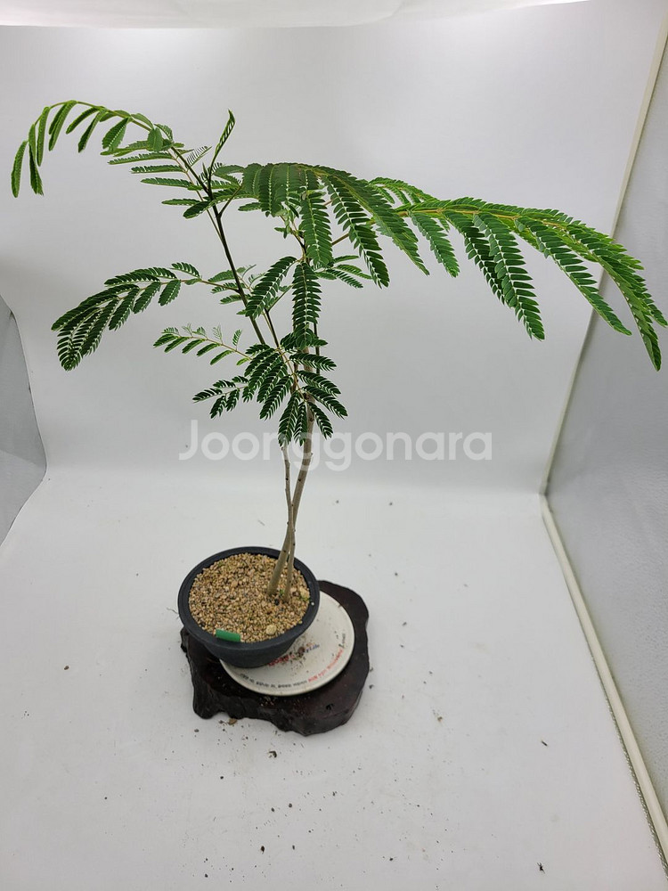 자귀나무 분재 화분포함 인테리어식물 정원수 카페화분--7