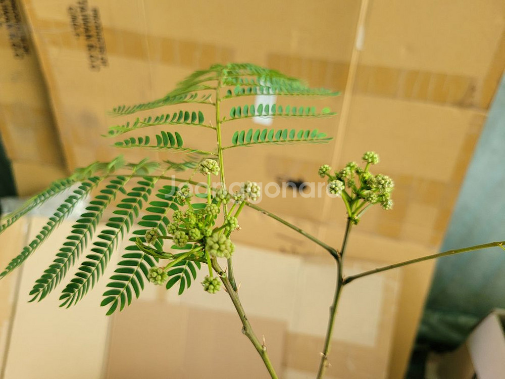 자귀나무 분재 화분포함 인테리어식물 정원수 카페화분--3